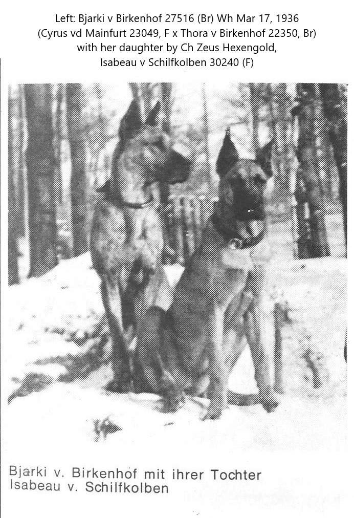 Bjarki v Birkenhof Isabeau v Schilfkolben